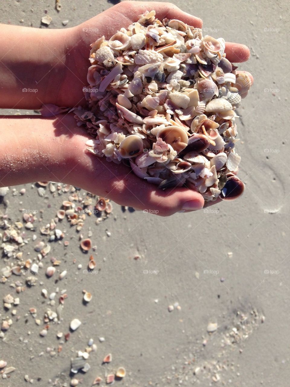 handful of shells