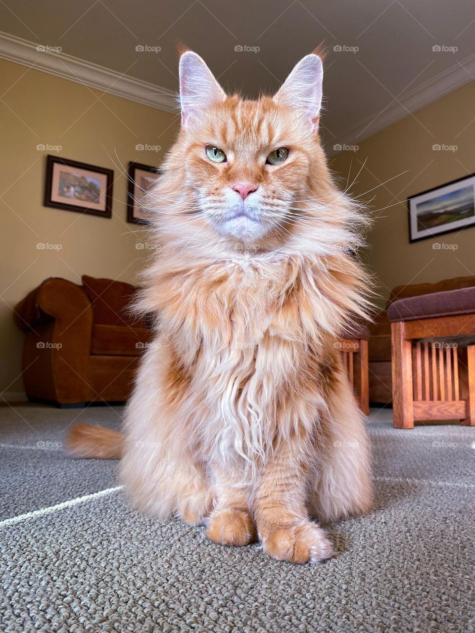 Low angle view of a Maine Coon cat 