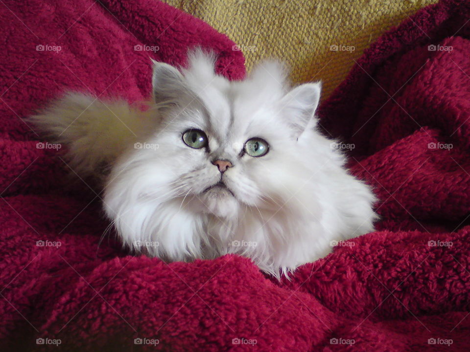 Chinchilla Persian Cat Between red blanket 