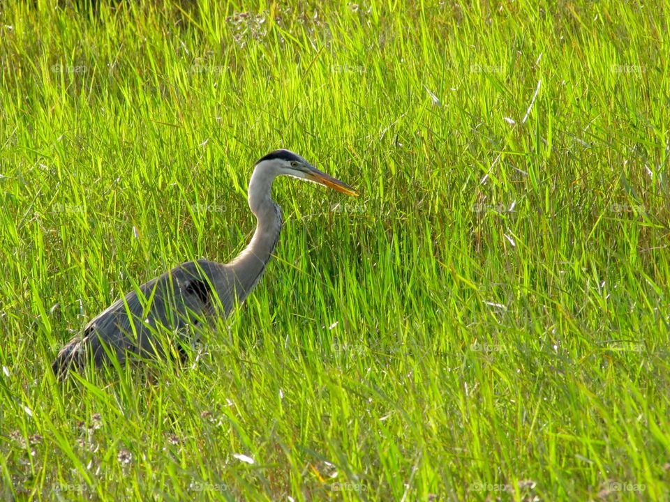 Blue heron bird in grasslands