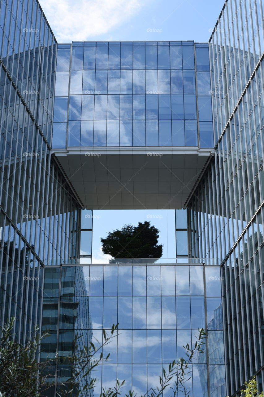 The solitary tree of a building