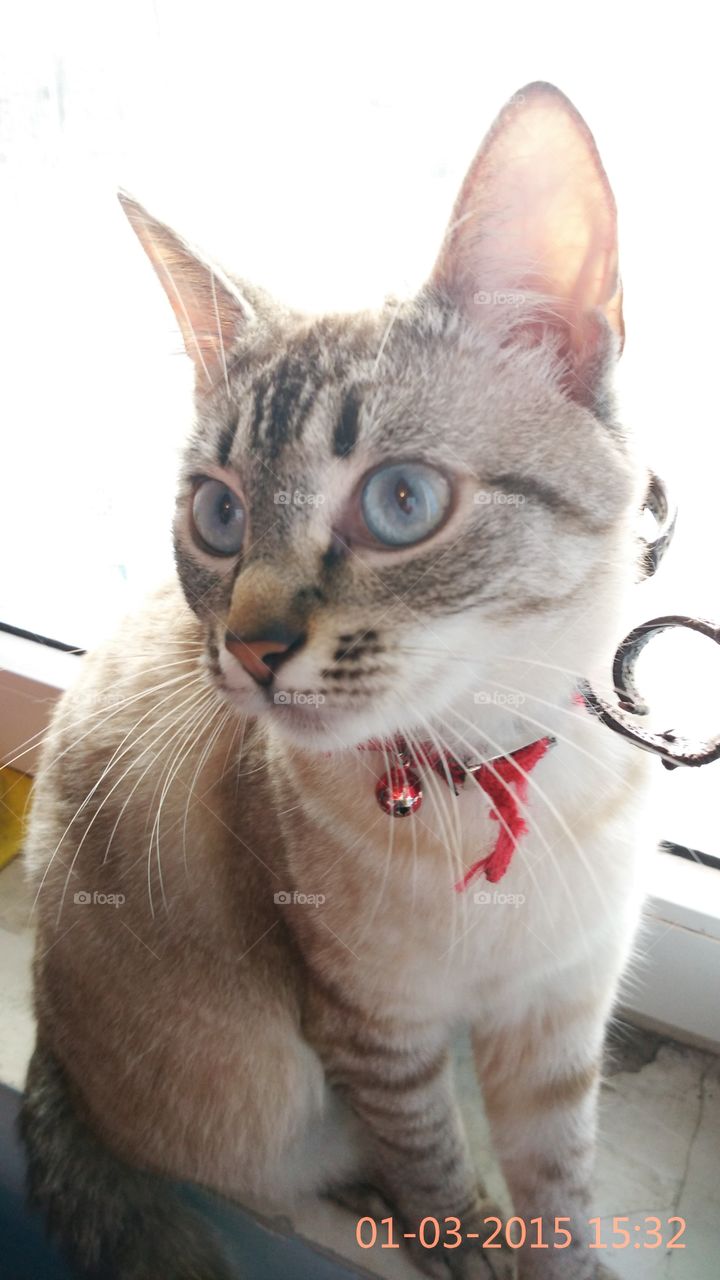 cat. my cat, sitting near the window.. 