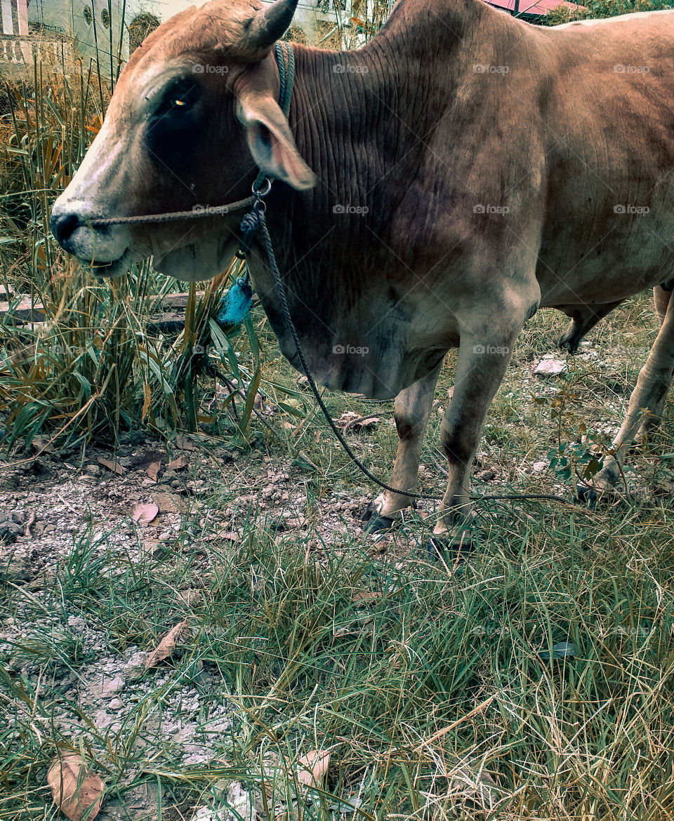 beautiful buffalo eating foods