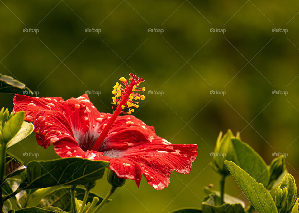 Red flower under overcast sky