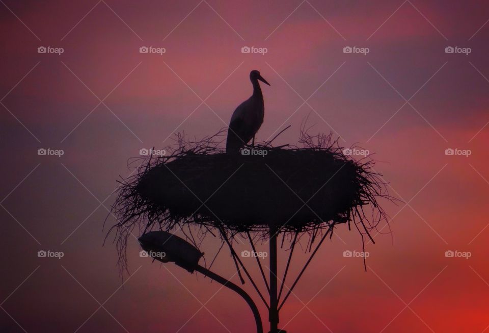 Stork