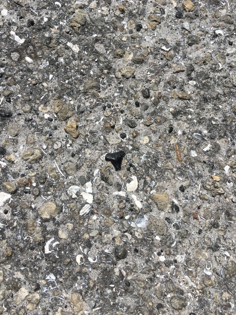 When you find a sharks tooth in the pavement!!!! Say what! 