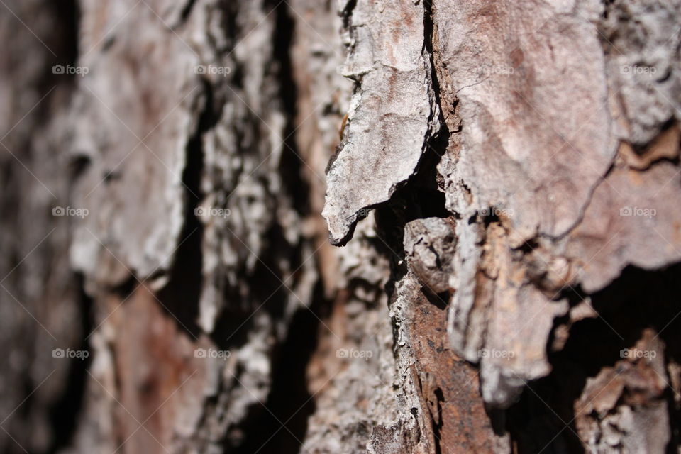 Tree bark is a whitness on the life of trees and humans too, like humans skin
