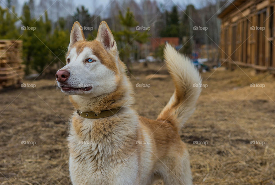 Incredible husky Sever