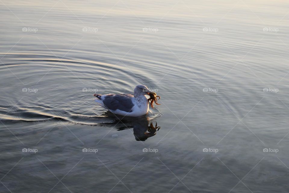 Seagull with crab in the mouth, swimming to the shore to enjoy its lunch