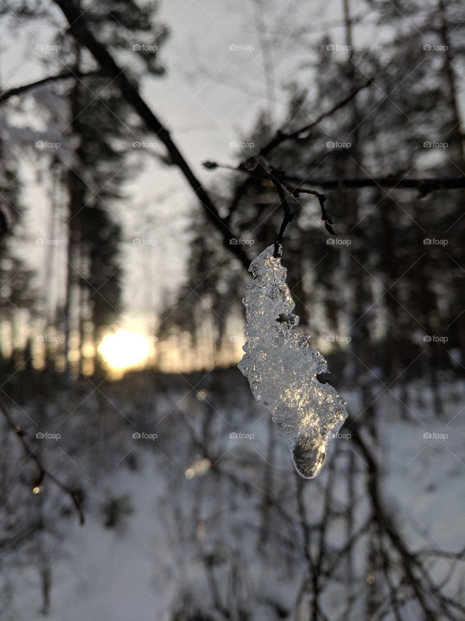 Ice in tree