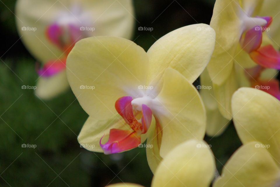 Pale yellow orchid