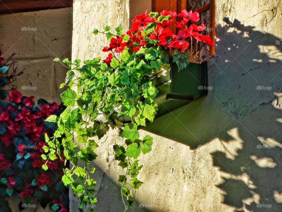 Flowering Vines Spilling From A Windowsill