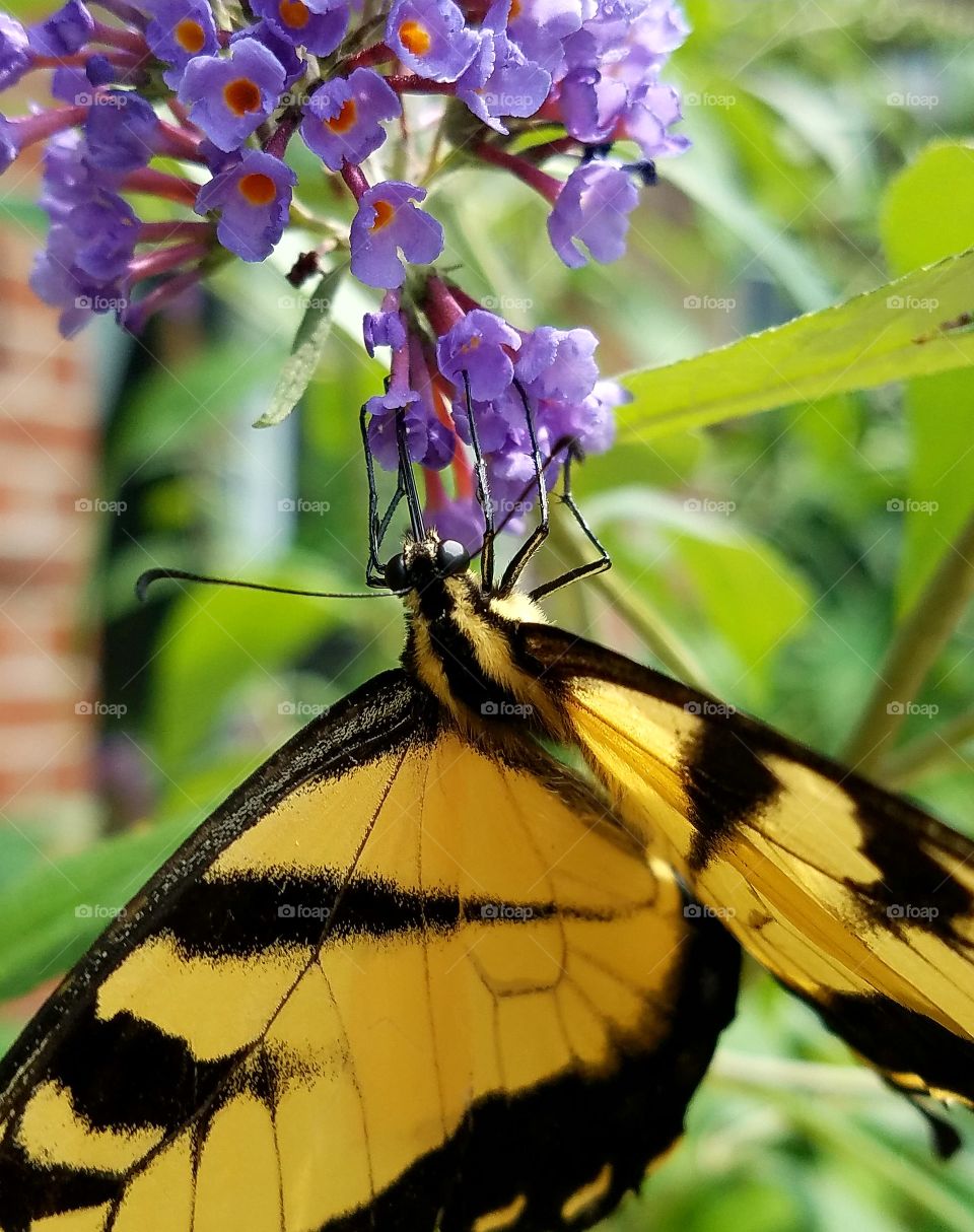 yellow and black butterfly drinking nectar from purple butterfly bush, close-up
