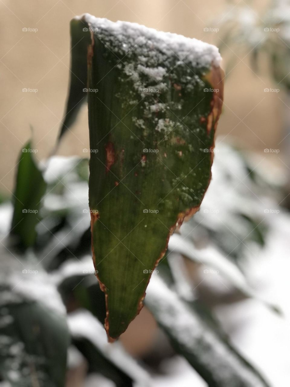 The leaves of a cast-iron plant under the snow. Are the snowflakes ornamenting the evergreen leaves, or the emerald green leaves have glamorized snowflakes?