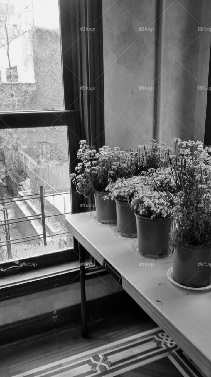 Potted plants and window at new york