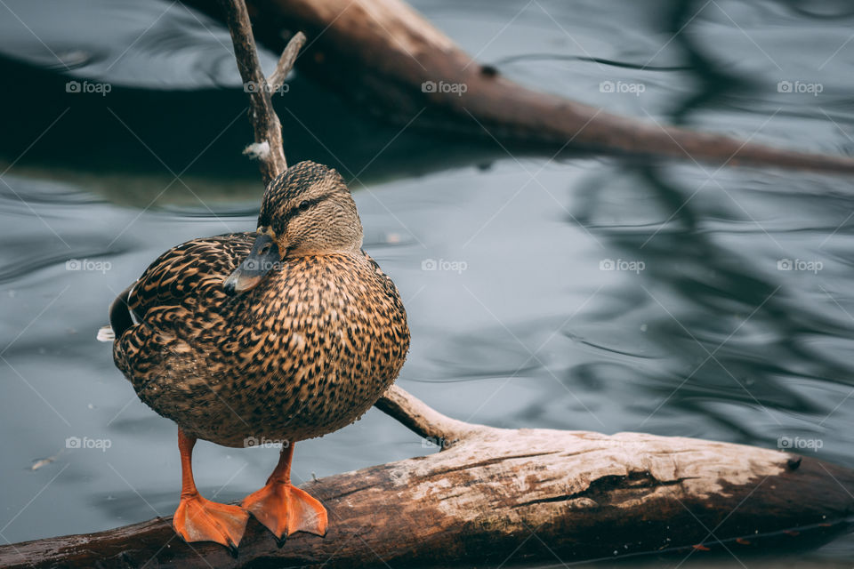 Duck on a log