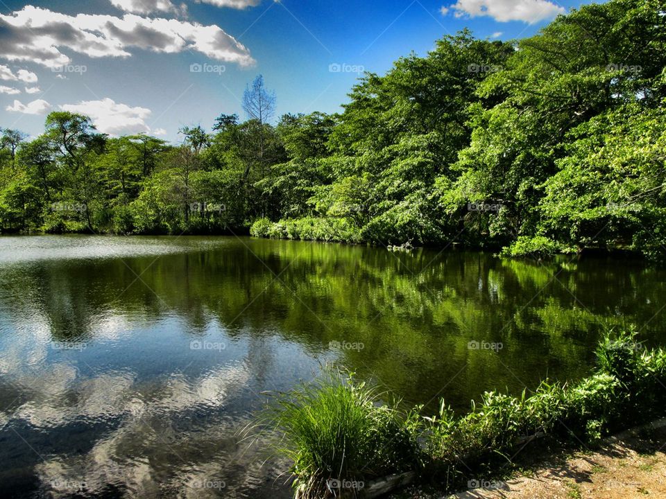 Reflection of trees in lake