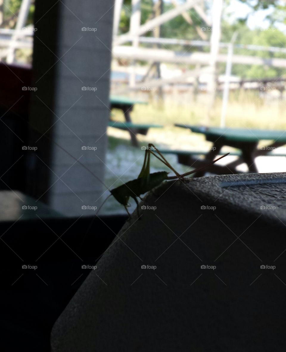 Grasshopper. It's a bug