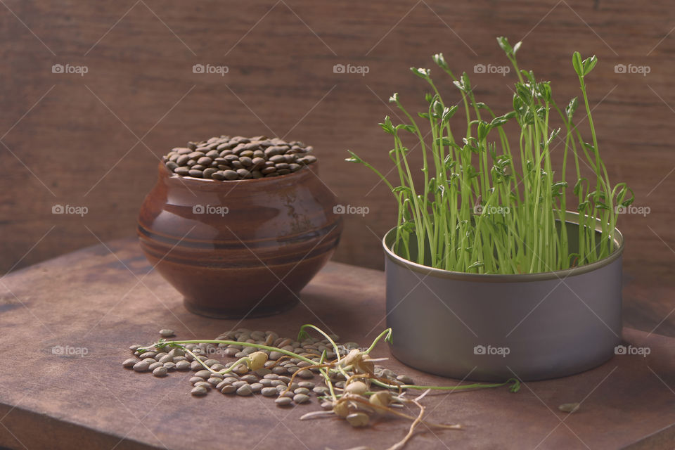 Sprouted with lentils with container on wooden background in the foreground