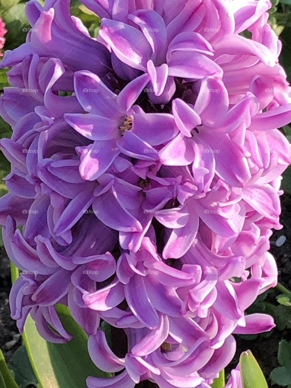 Purple hyacinth flowers 