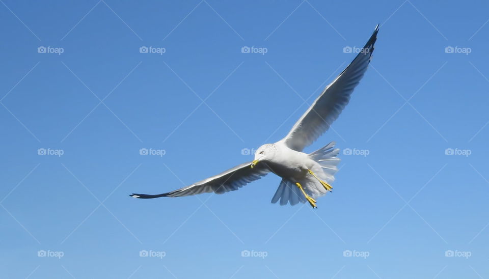 White bird in fligh