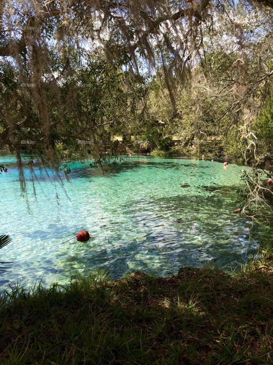 Florida's Natural Springs 