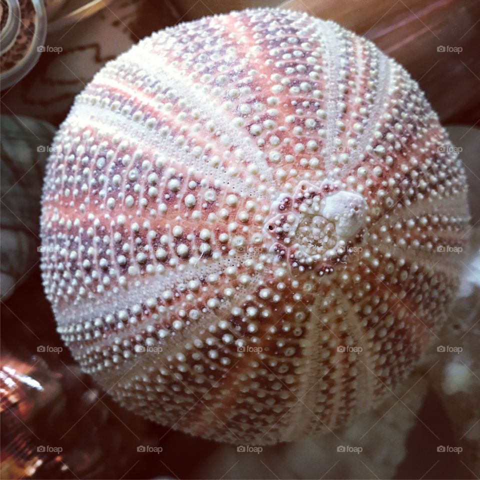 Sea shells 