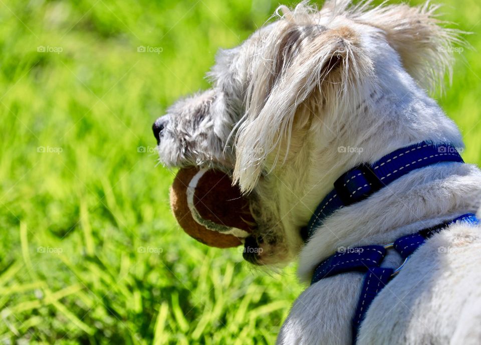 Small white shaggy dog wearing blue collar with tennis ball in his mouth in grass field 