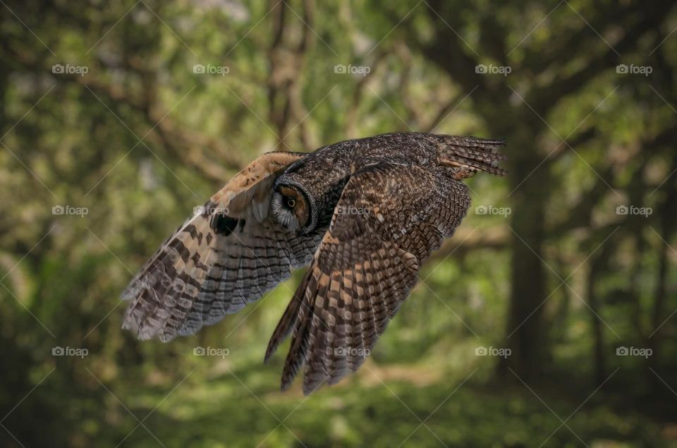 Beautiful and cute owl bird