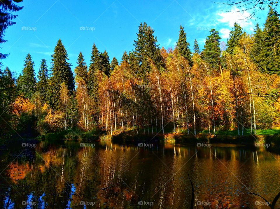 Fabulous autumn forest