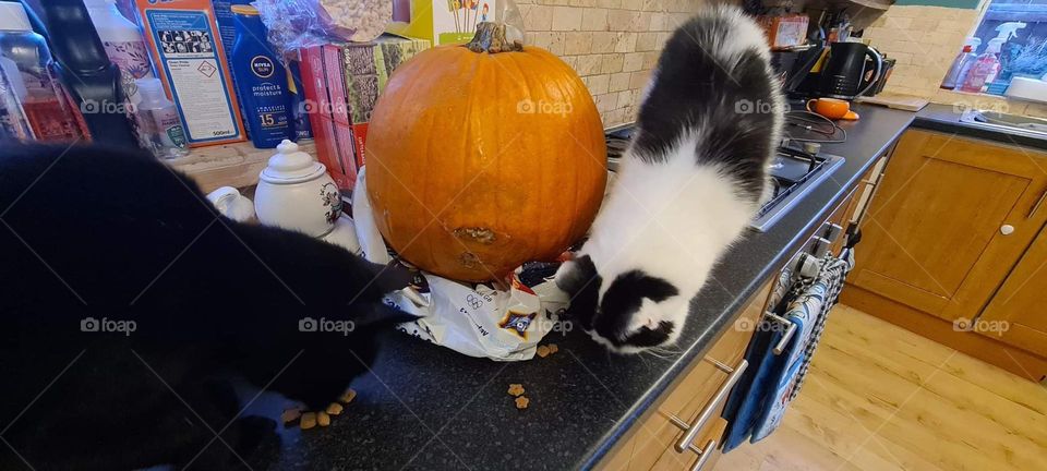 cats around the pumpkin