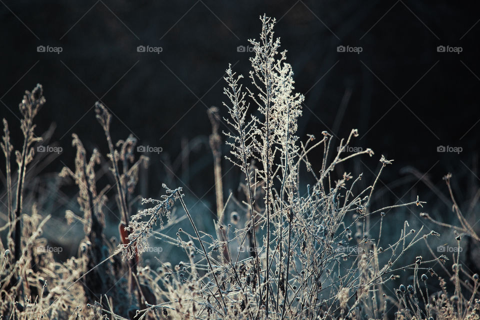 Frosted grass