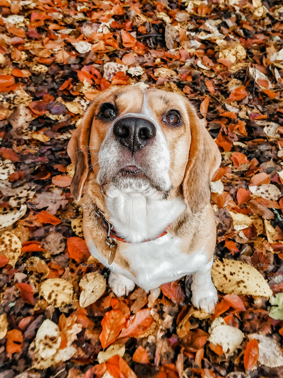 Beagle eye