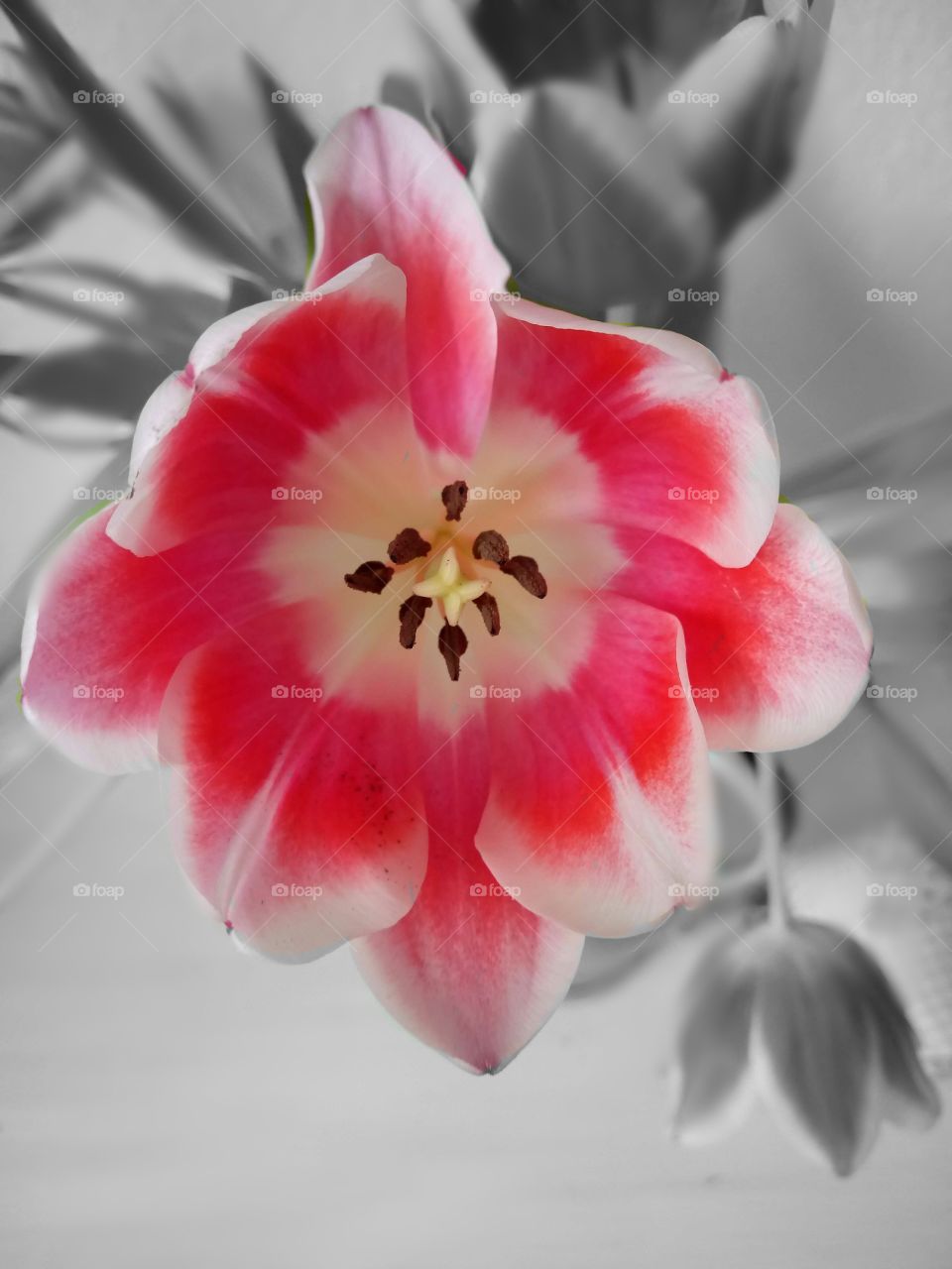 A tulip-splash of spring colour