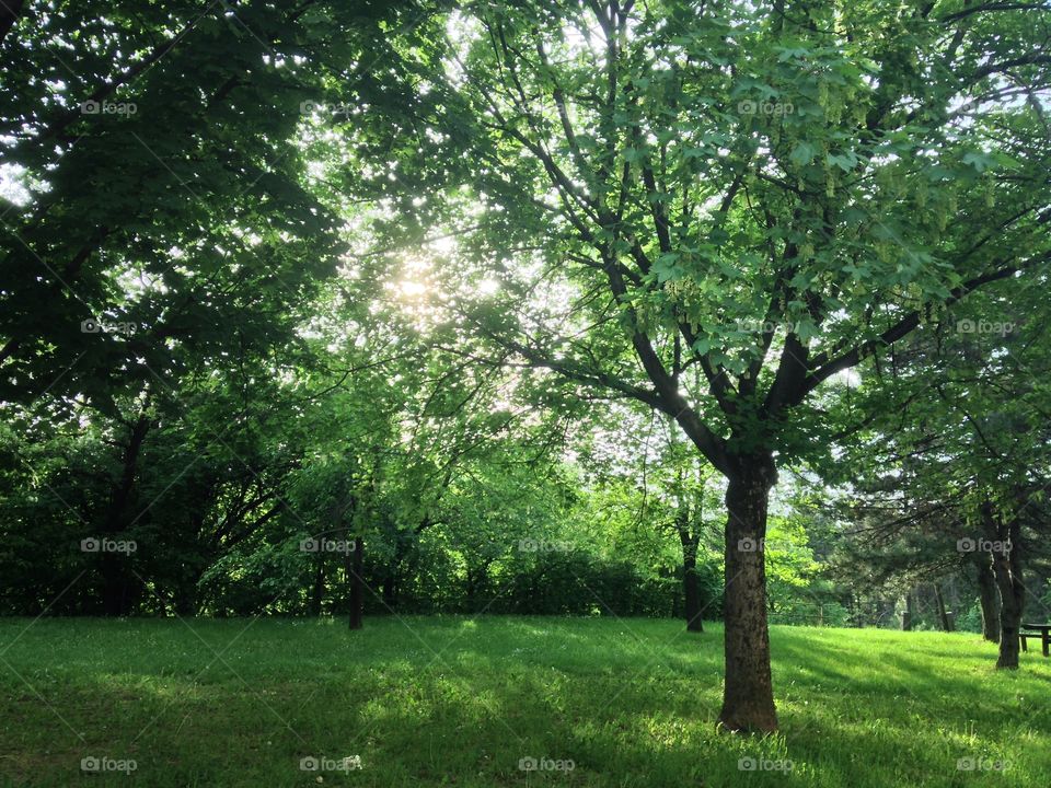 Green nature , spring