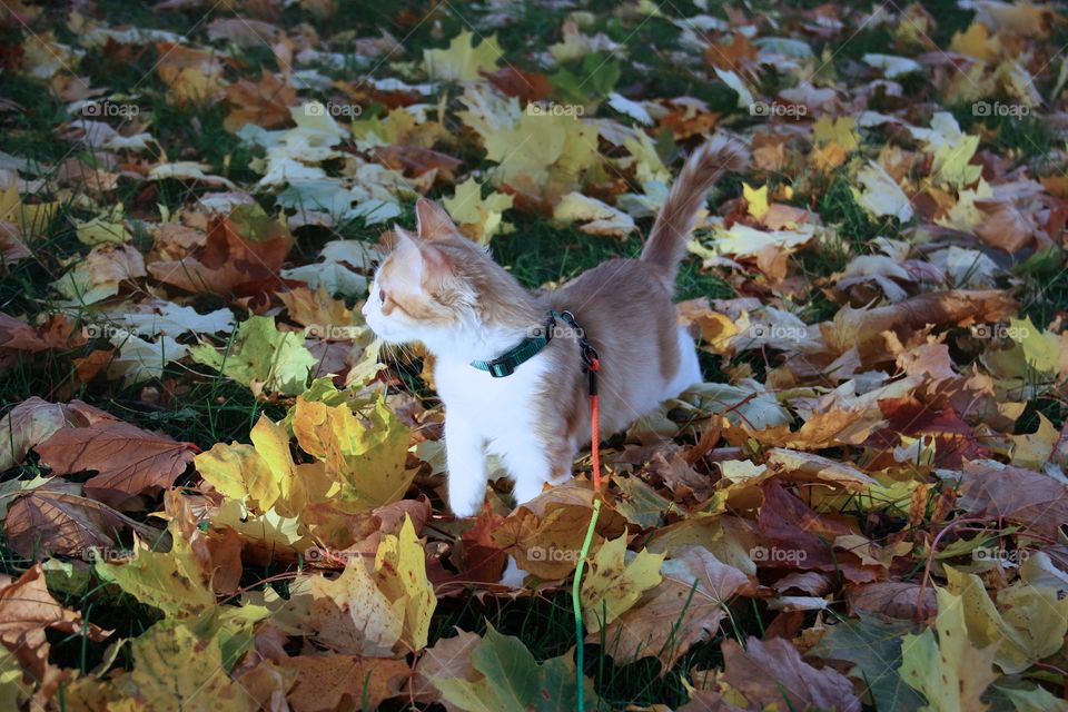 Norwegian Forest kitten in autumn colors