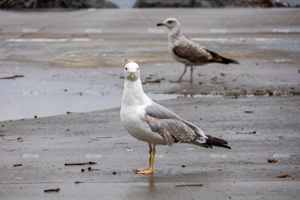 Seagull watching around by the sea