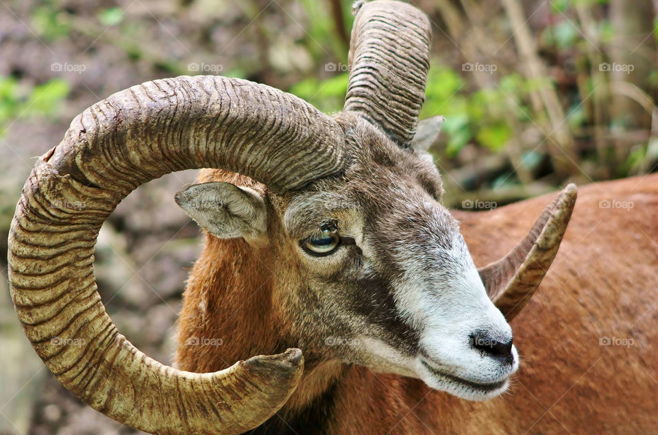 mountain animal wild goat by germnosorio12