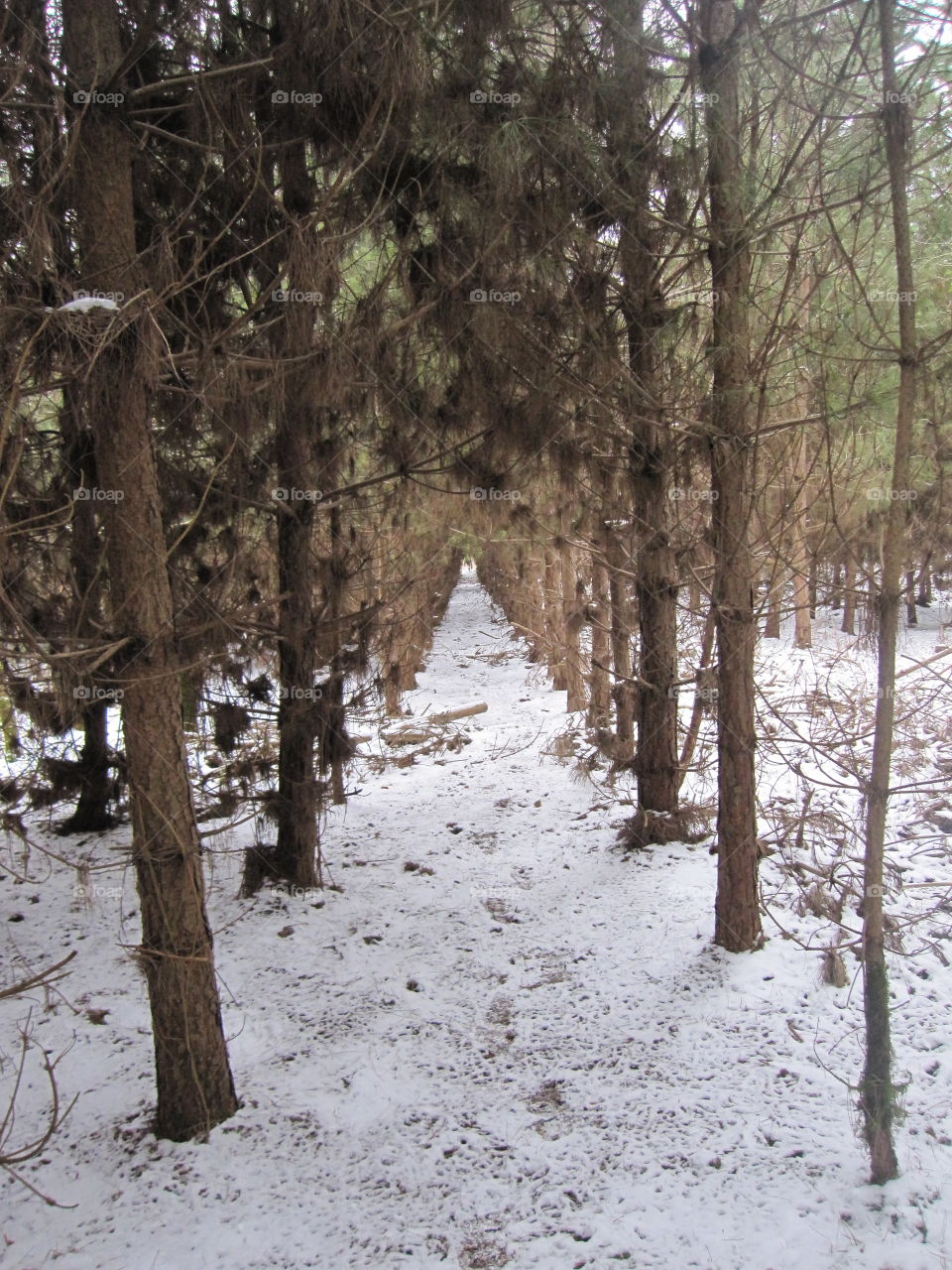 Snow Between Trees