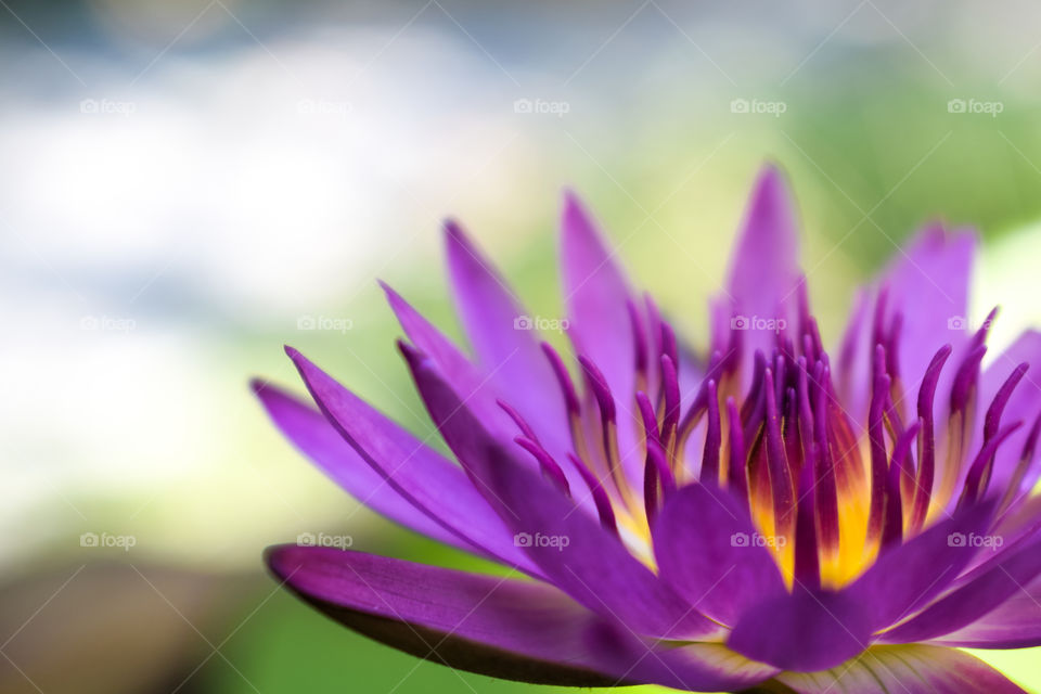 Beautiful Purple Lotus Flower