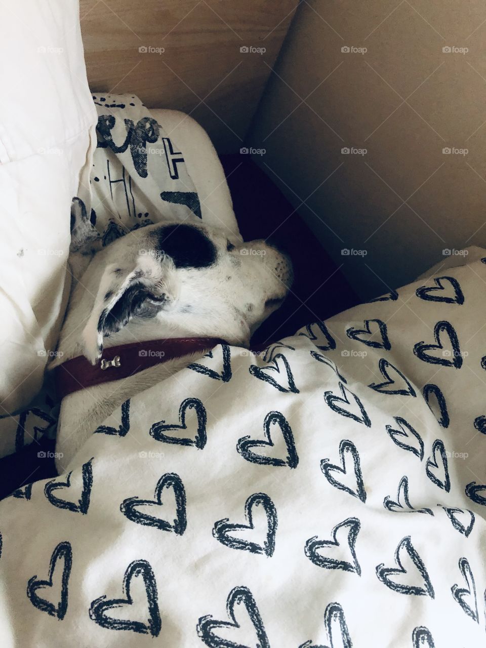 Dog in bed’ she’s had a long day 