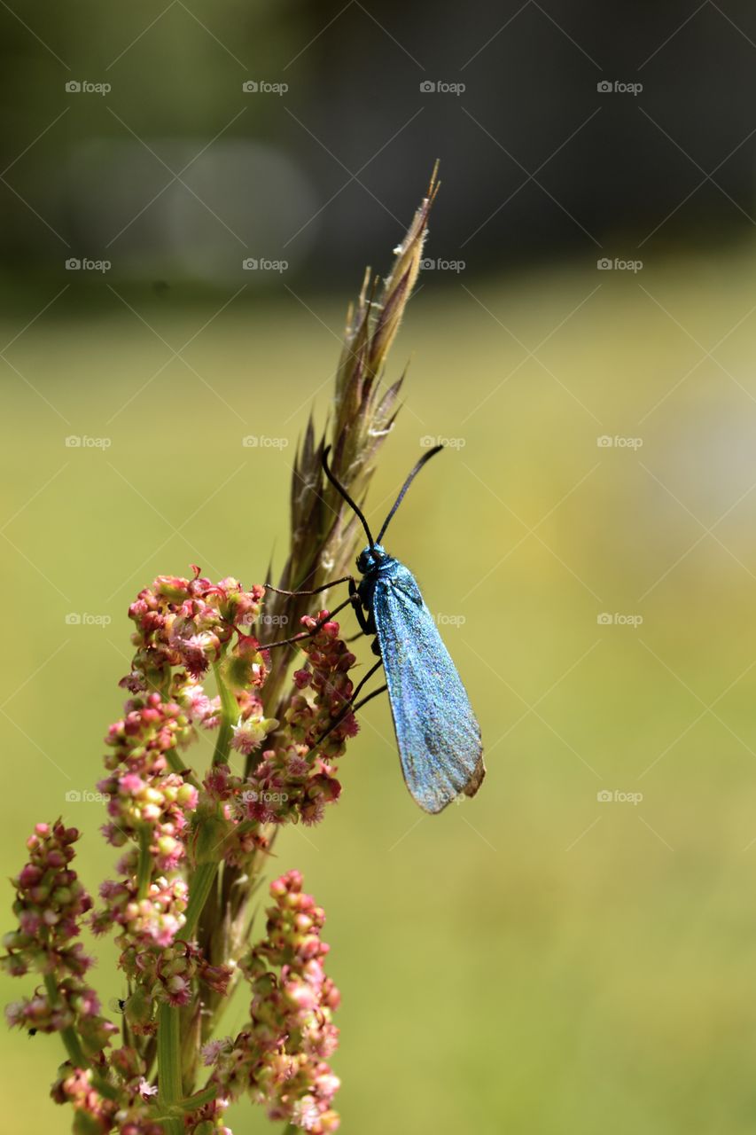 Colourful Butterfly forester