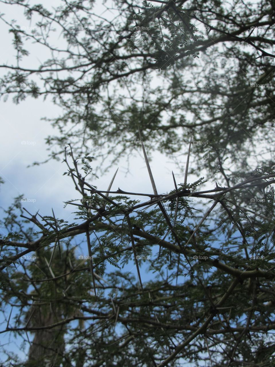 thorn tree