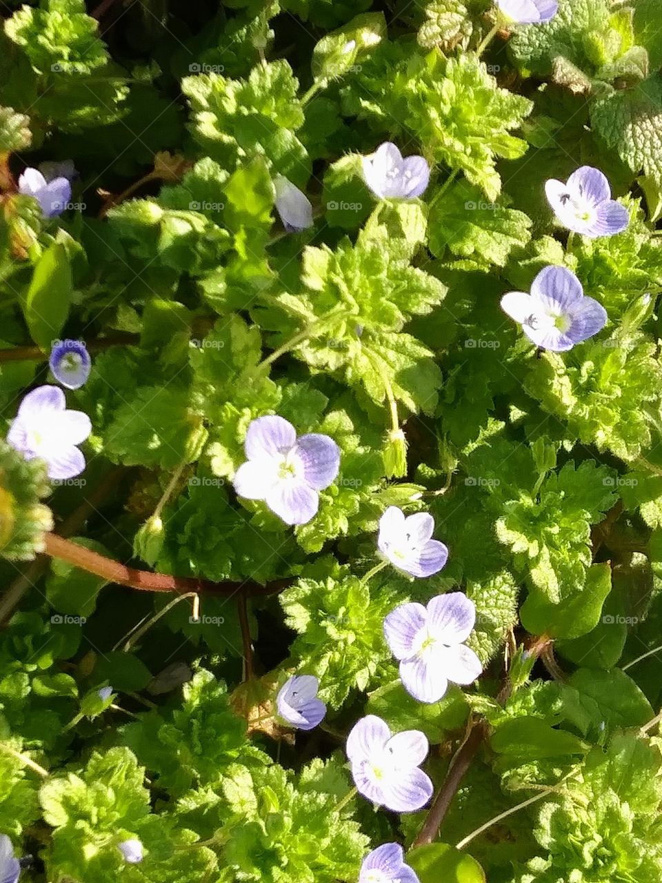 wild geraniums