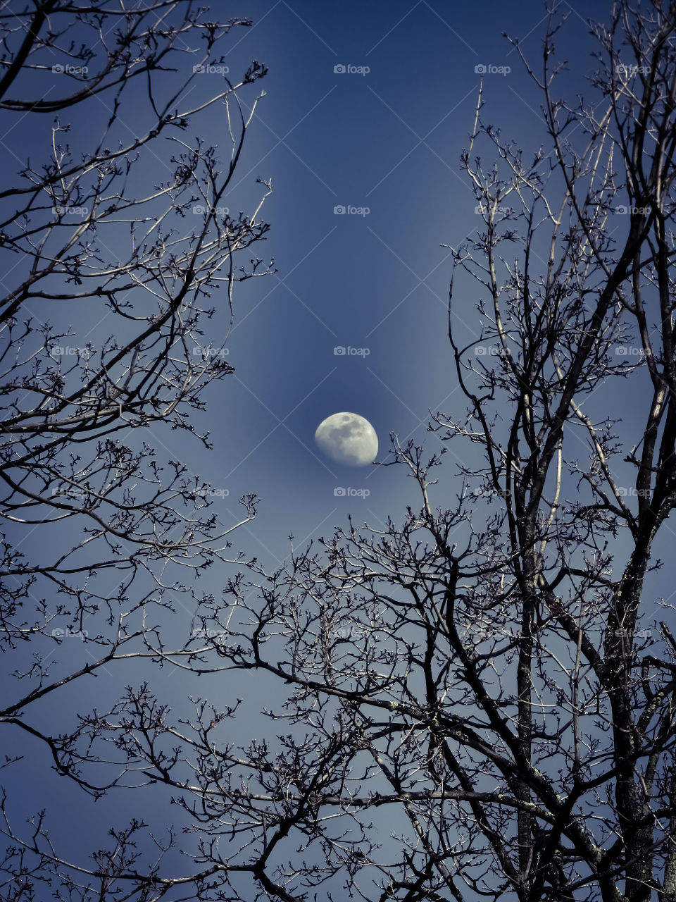 Glowing Moon Between The Trees