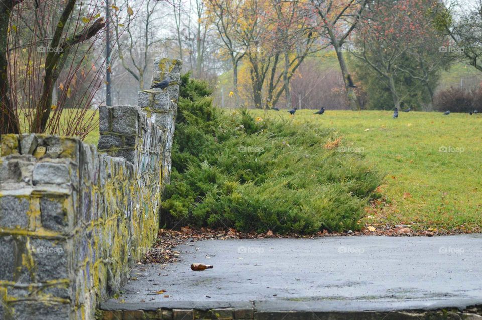 autumn in park