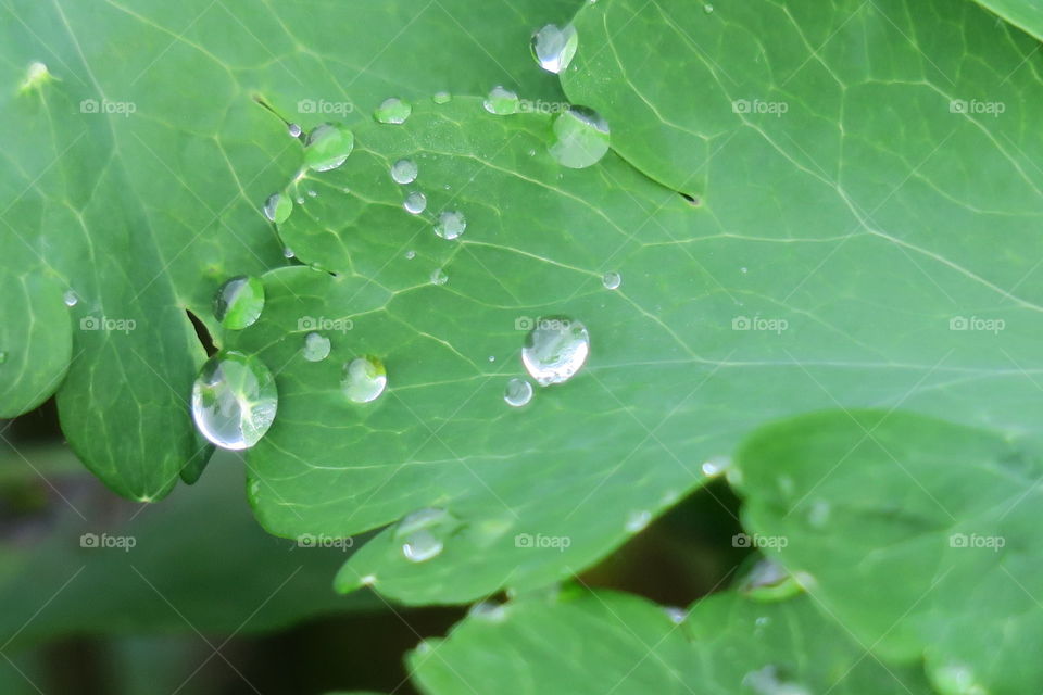 Waterdrops