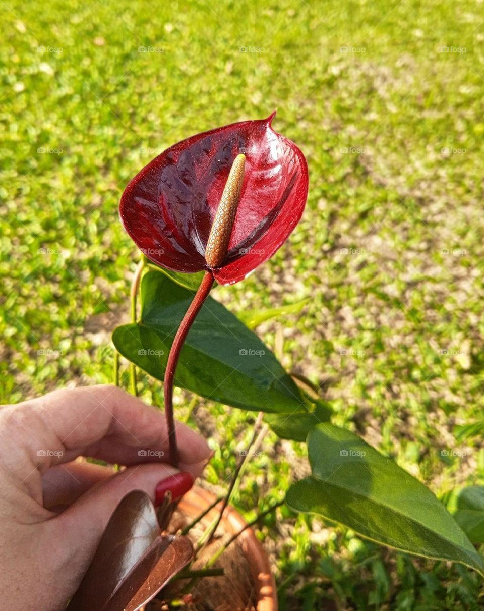 Brown anthurium in a vase