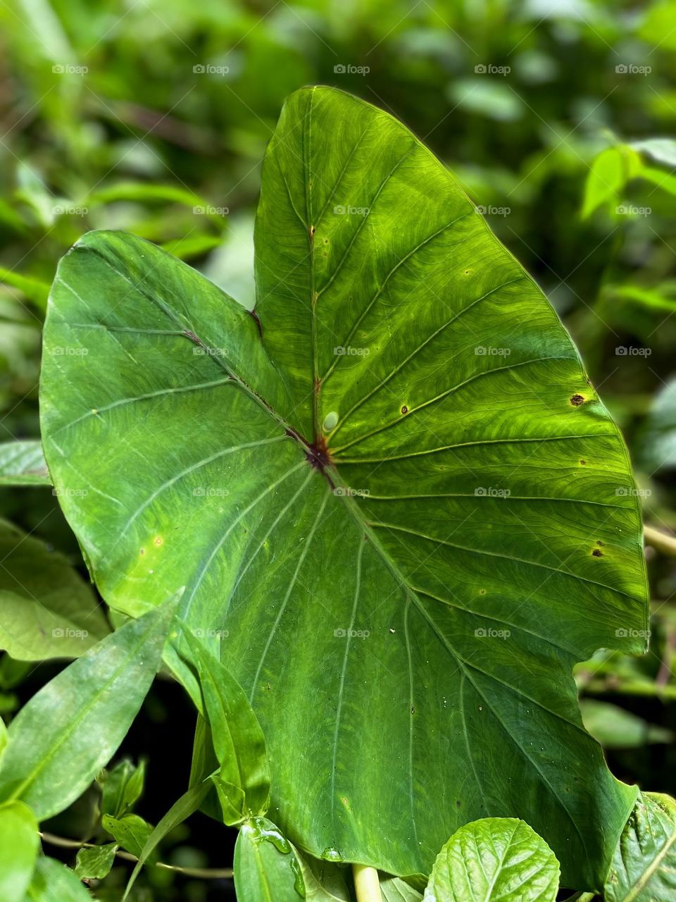 Close-up of a green tropical leaf