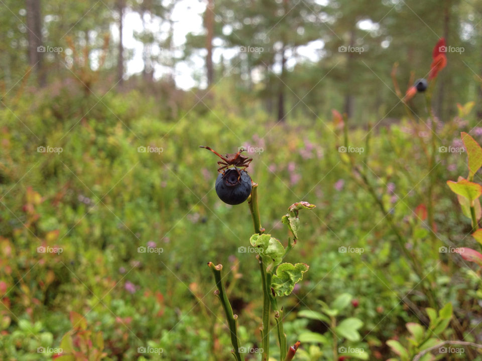 green sweden plants forest by matsvart